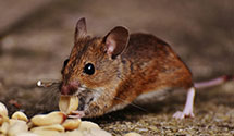 24 Hour & Emergency Exterminators in Harrisburg, NC